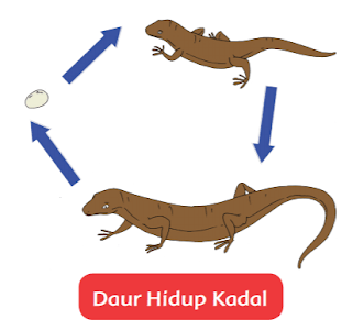 Daur Hidup Kadal www.simplenews.me