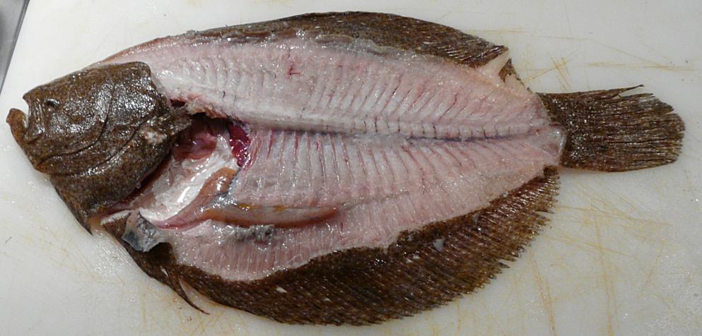 Kulinarische Welten zu Fisch- und Meeresfrucht: Glattbutt „cucina ...