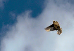 against birds fly strong winds bird keep wind flying wild pushing seems ways february motivation flys energy did hit dutchesss