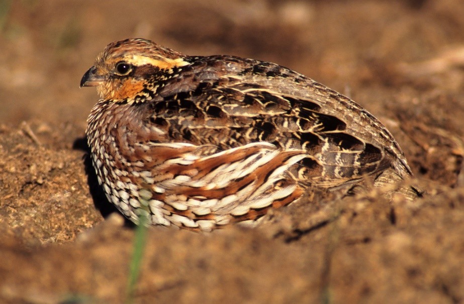 bobwhite quail flying