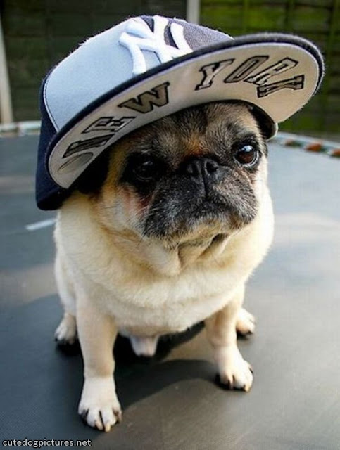 Funny dog in a cap.