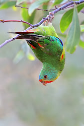 fastest bird april parrot fast month birdlifephotography lennard wilson