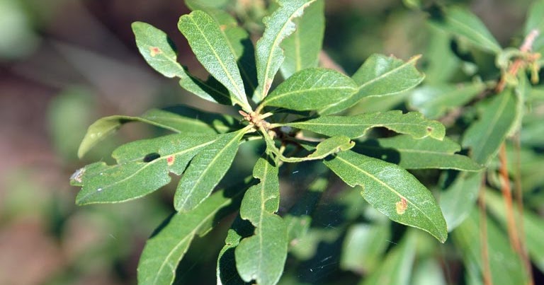 southern wax myrtle hedge southern wax myrtle hedge