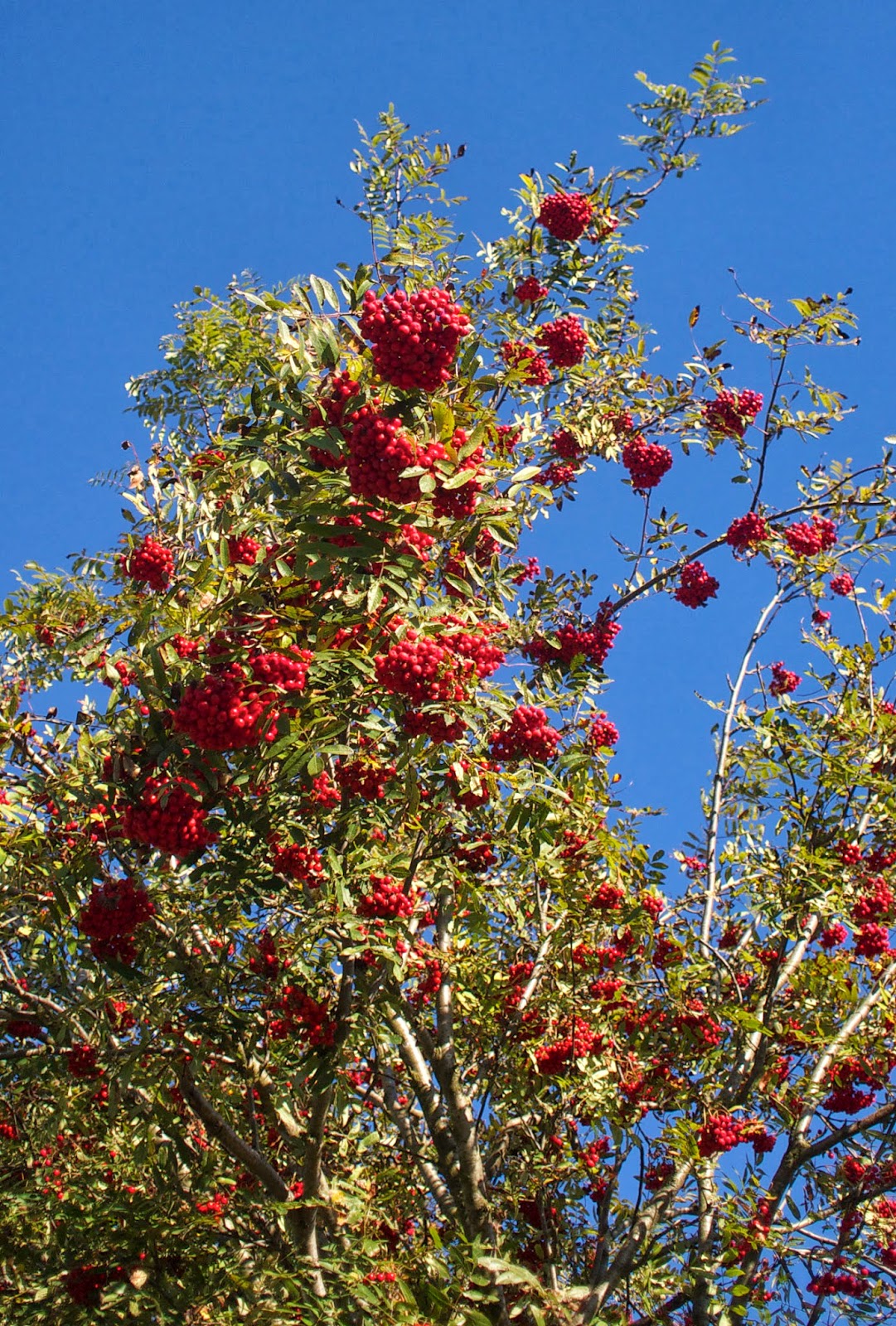 Im Garten Und Am Wegesrand Kirschgrosse Beeren