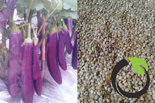 Cara Menanam Terong Ungu Di Polybag Belajar Berkebun