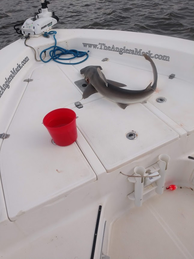 Amelia Island Fishing Reports Fly Fishing Amelia Island