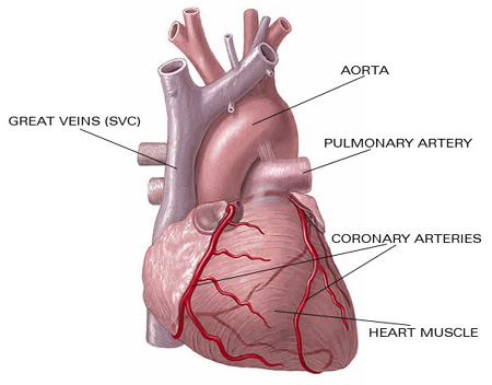 Keperawatan, Kebidanan, Ilmu Kesehatan: gambar anatomi jantung