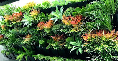 buy outdoor plants online in delhi