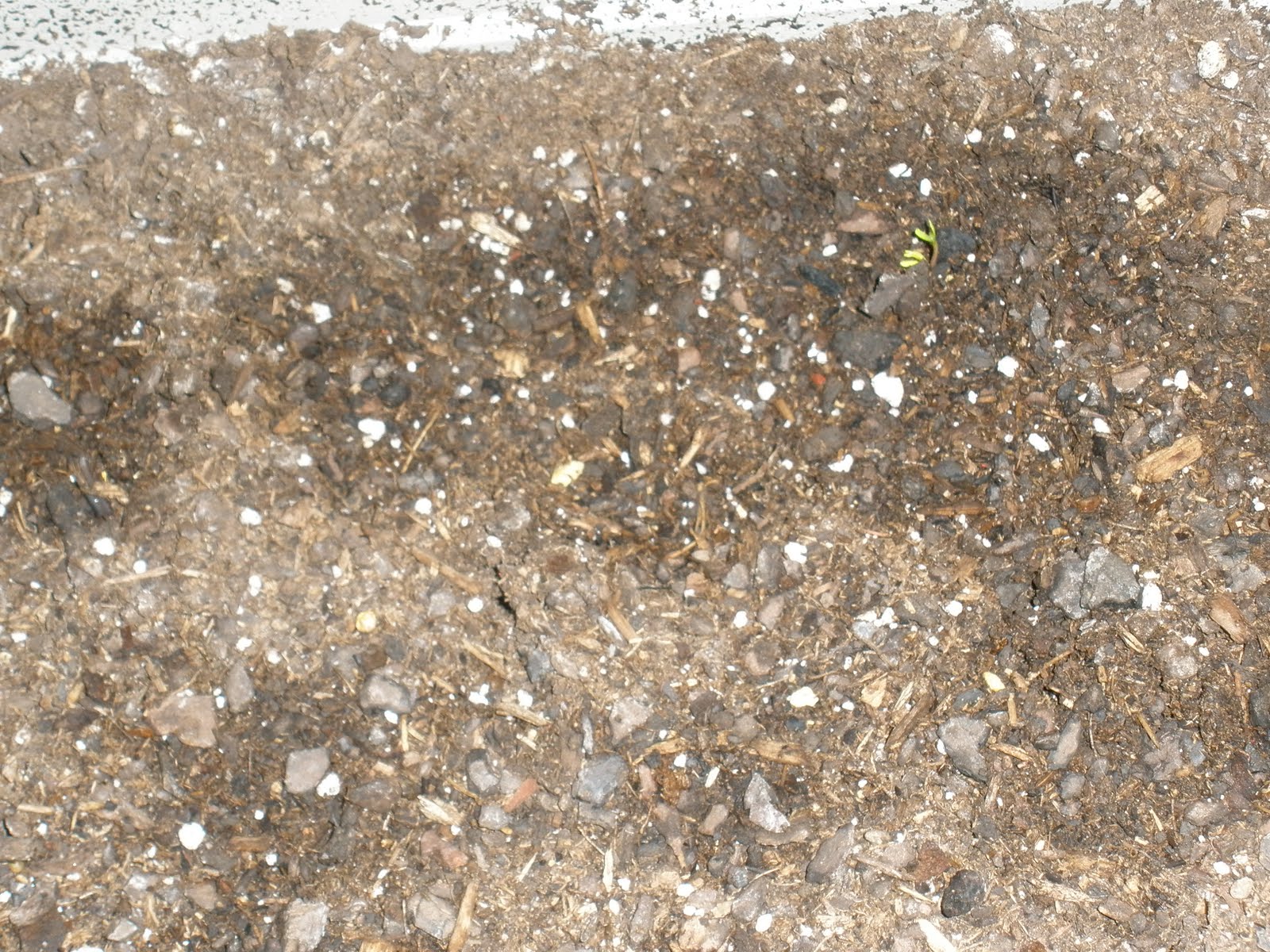 The Art of Teaching: A Kindergarten Blog: Plant Unit