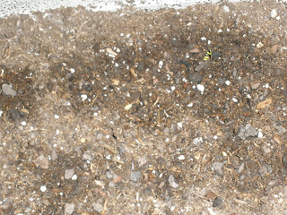 The Art of Teaching: A Kindergarten Blog: Plant Unit