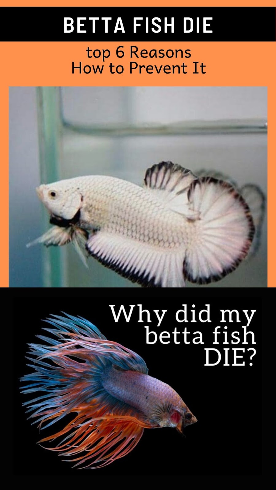 Betta Fish Die top 6 Reasons and How to Prevent It