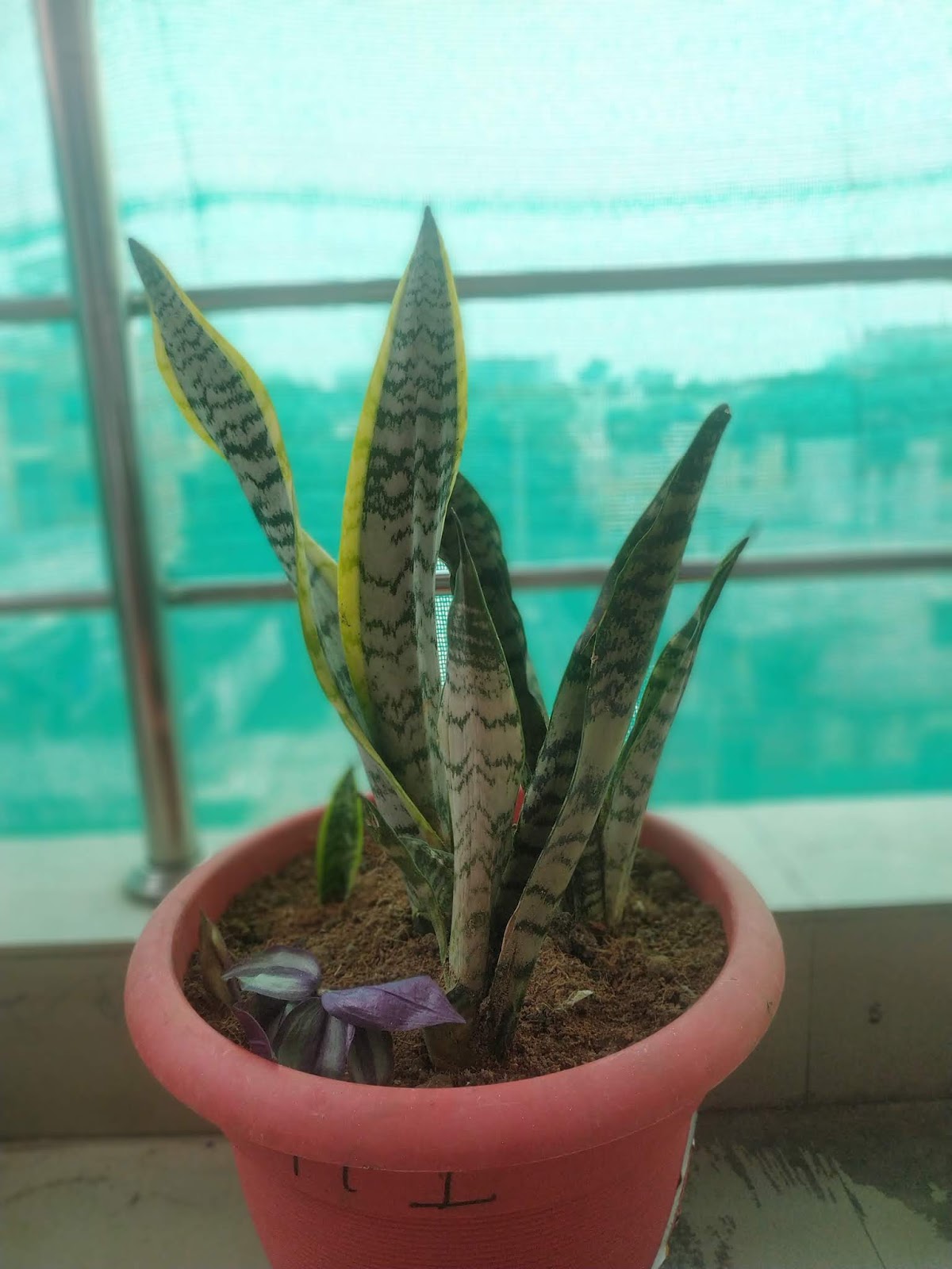 Know and Grow Snake Plant.