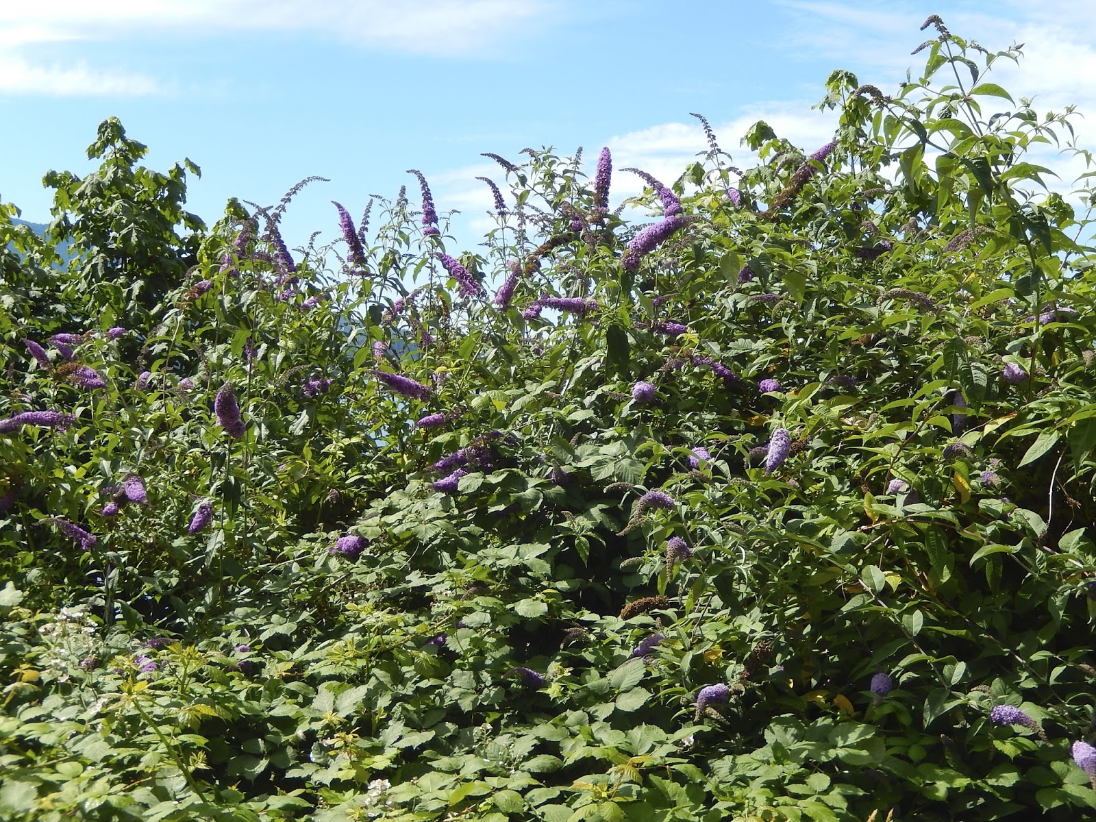 Vegetal Art La Minute Jardin Sur France Bleu Berry Societe D