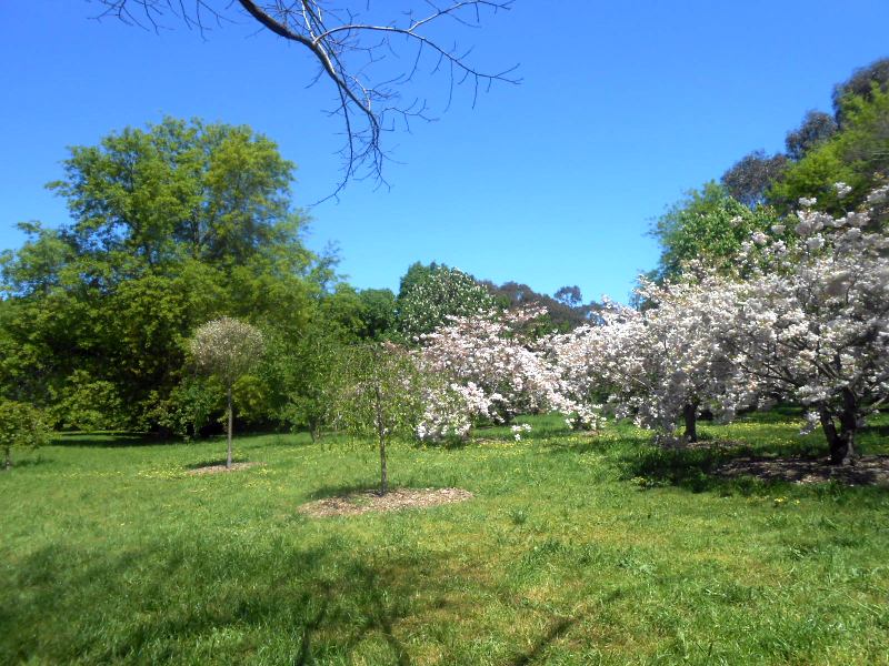 Tracks Trails And Coasts Near Melbourne Japanese Cherry Grove Banksia Park Bulleen