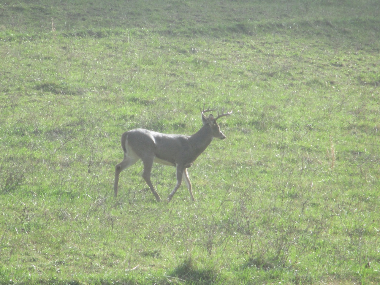 4R Ranch: Trail Cam #9