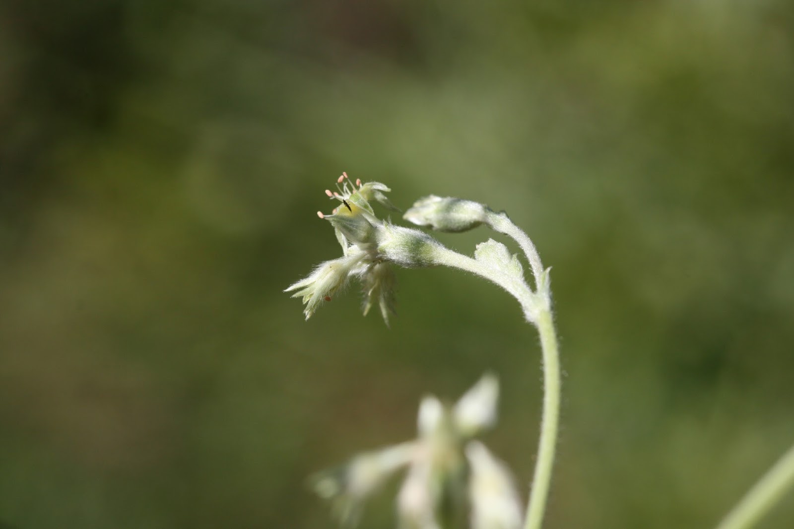 Native Florida Wildflowers Scrub Buckwheat Eriogonum longifolium var