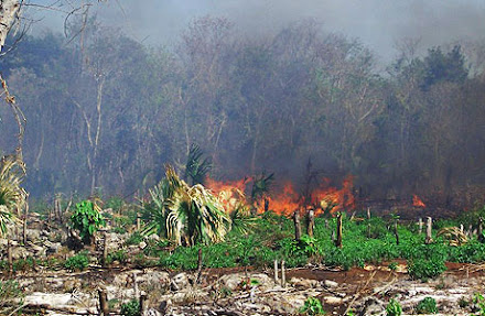 Nuevo incendio forestal en JMM toma fuerza; se propaga por Nuevo Cunduacán y Nuevo Plan