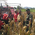 Babinsa Koramil 0808/06 Srengat Kodim 0808/Blitar dampingi Launching Alsintan Maxxi Corn Untuk Petani