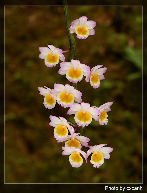 Dendrobium primulinum Lindl.