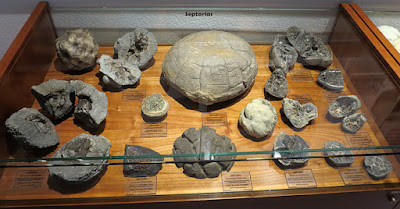 Visita al museo de Geología de Oviedo