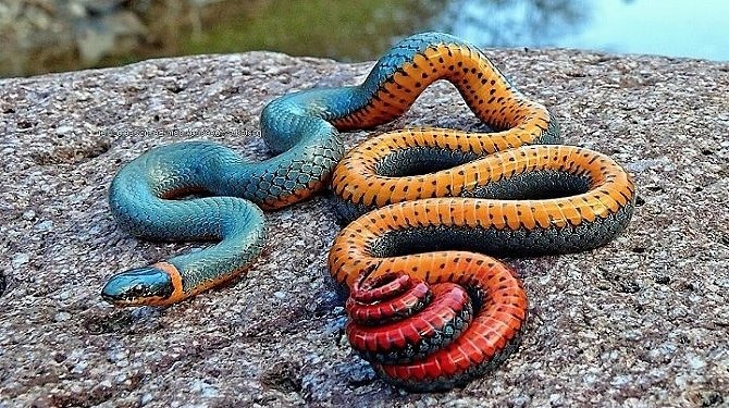 Animal Le Plus Venimeux Au Monde Les 10 serpents les plus venimeux du monde