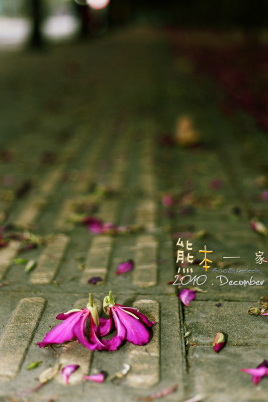 三峽北大學府路。艷紫荊櫻花步道~特區最美的人行道