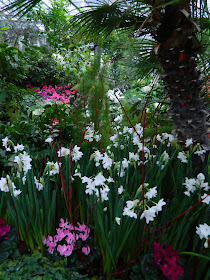 Allan Gardens Conservatory Christmas Flower Show 2013 paperwhites by garden muses: a Toronto gardening blog