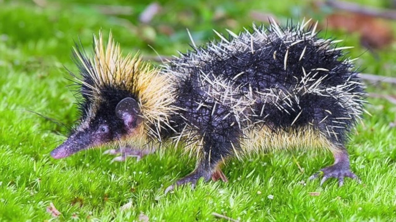 Lowland streaked tenrec unique animal adaptations