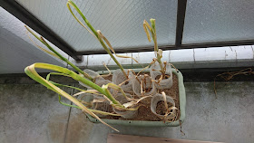 志定気盛 していきせい 6月