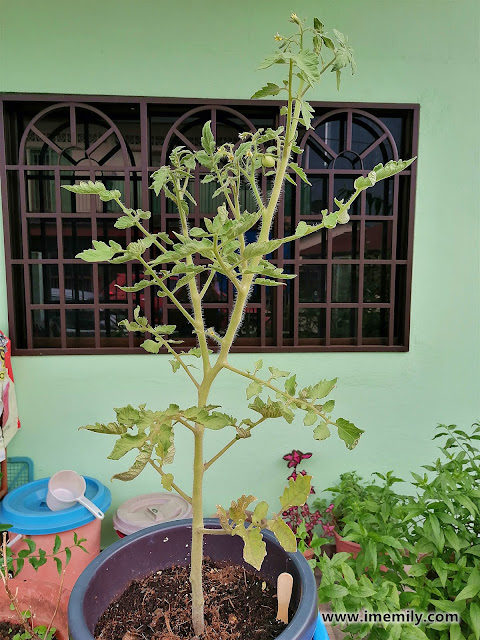 Can You Grow Tomato in Malaysia?