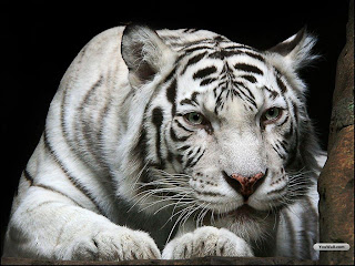 latest White Tiger images
