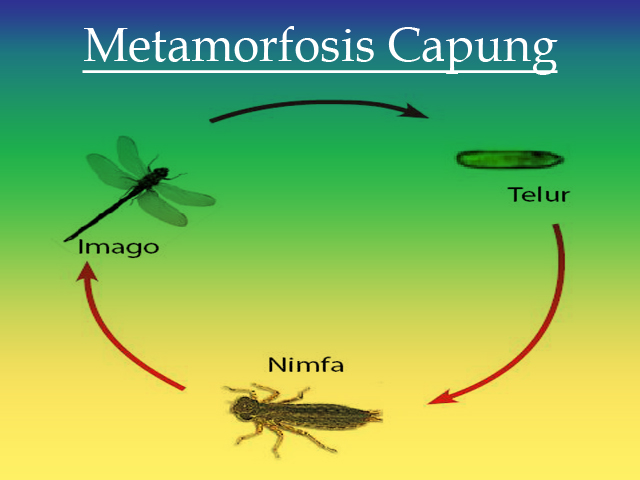 Metamorfosis Hewan