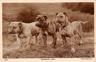 Bulldog History