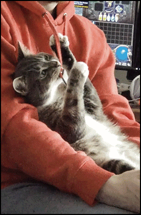 Cat GIF with caption • WHAT did you just say. The best 'How dare you' face ever seen on a cat. Funny reaction :) Cat GIF with caption • WHAT did you just say. The best 'How dare you' face ever seen on a cat. Funny reaction :)