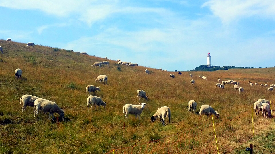 Ankes Garten August 2019