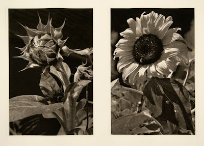 photogravure diptych of the husk and bloom of a sunflower.  (by Scott Barnes)