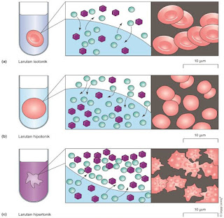 Efek osmosis pada sel darah merah ketika ditempatkan pada konsentrasi yang berbeda dari larutan garam