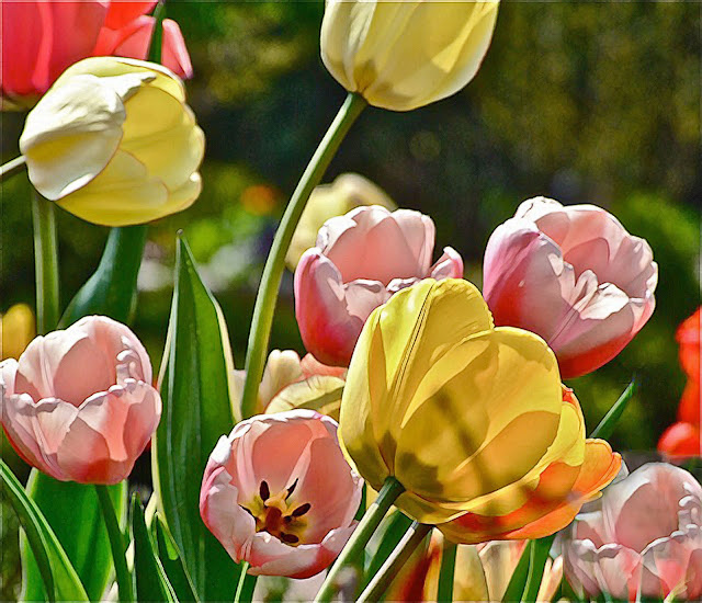 Sunny Tulips