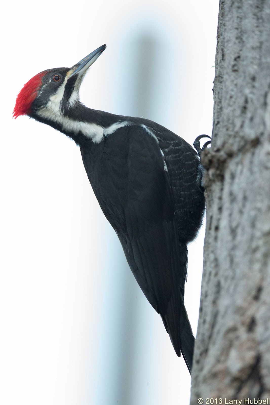 Woodpeckers Tongues Spear Food Woodpeckers Tongues Spear Food