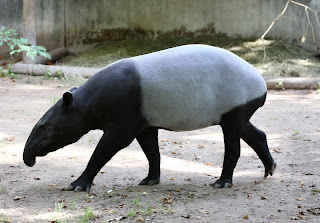 Hint tapiri (Tapirus indicus)