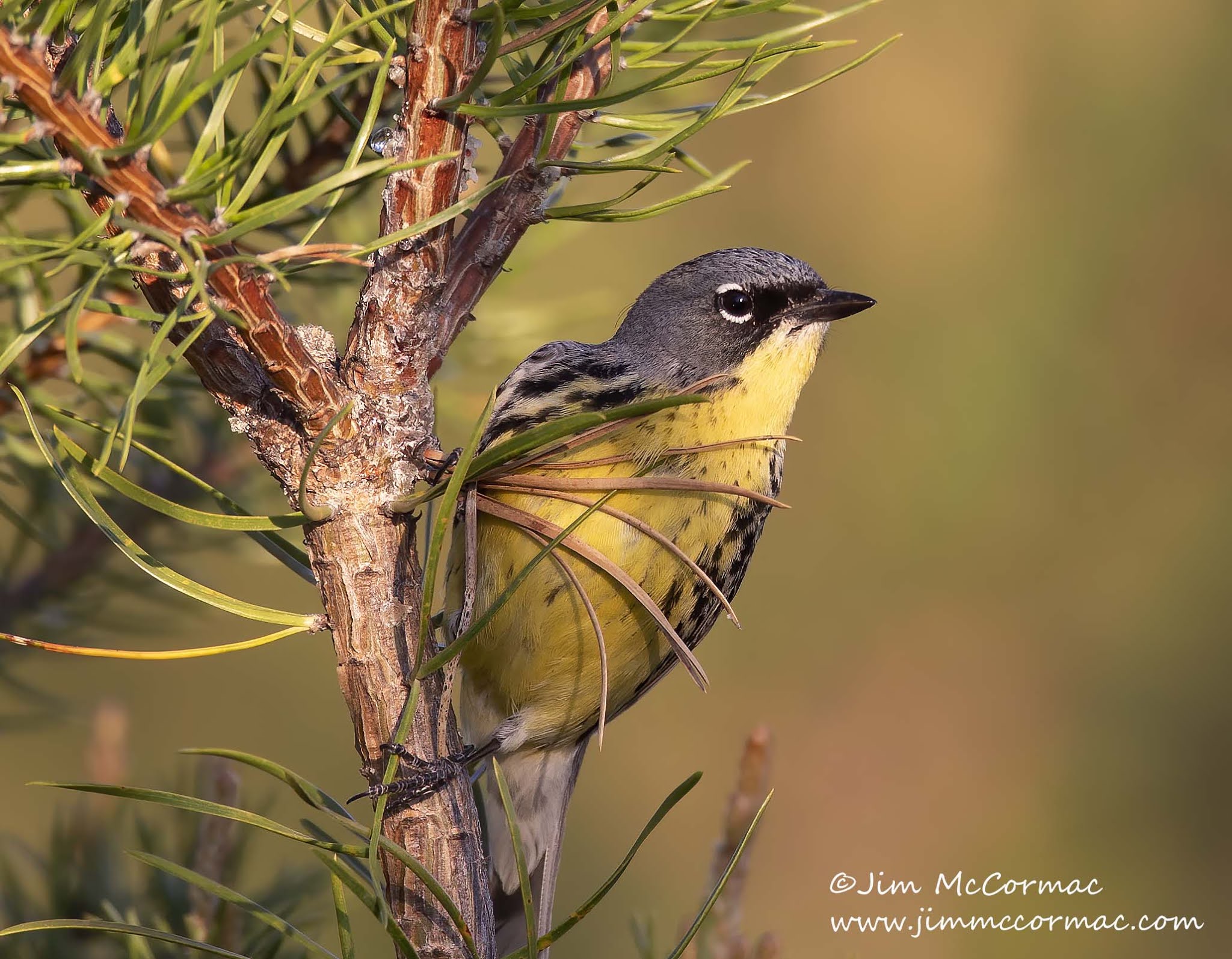 Common Nighthawks: Acrobats of the Bird World – Columbus Audubon