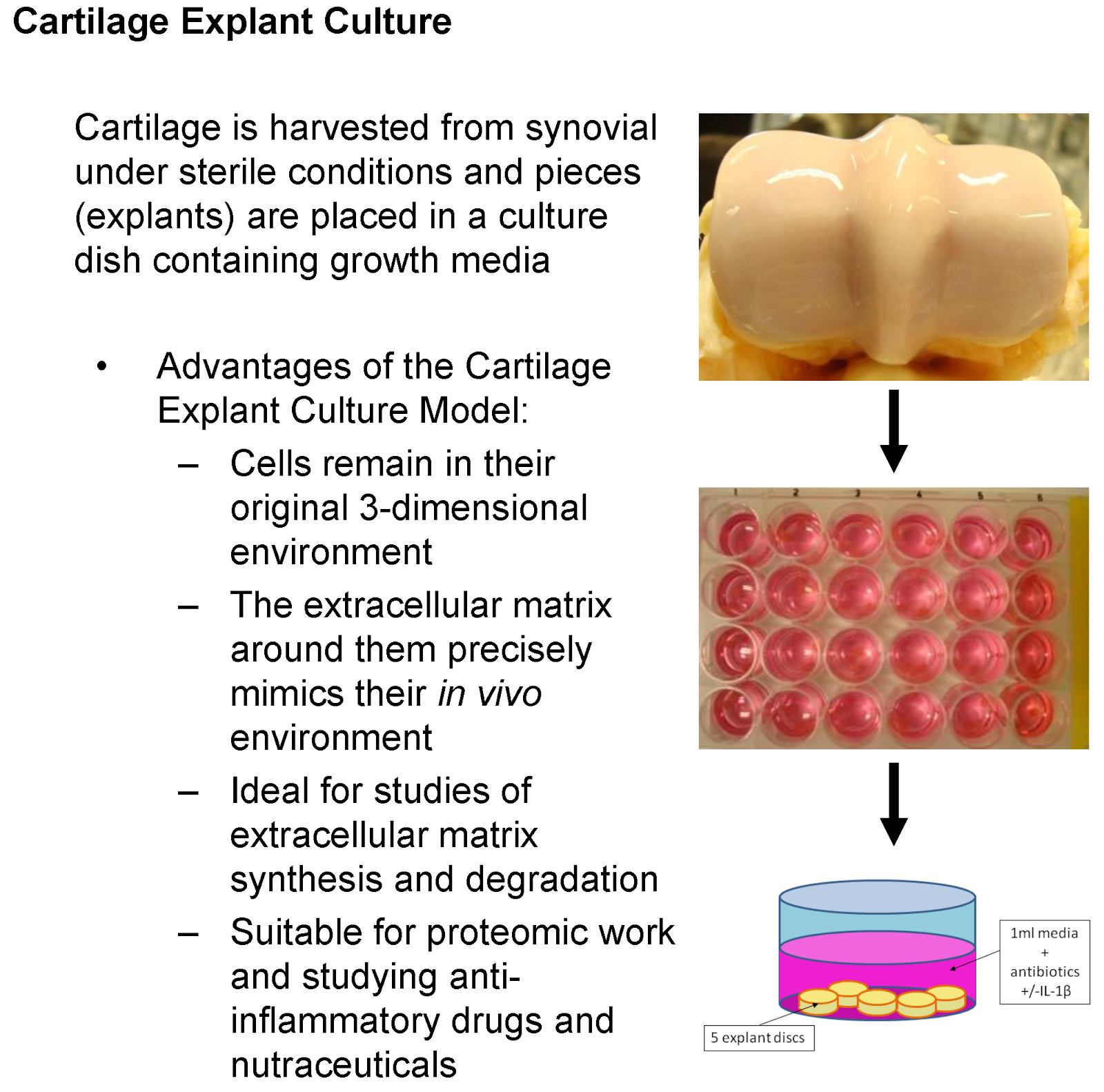 Animal Tissue Culture Scribd India animal-tissue-culture-scribd-india