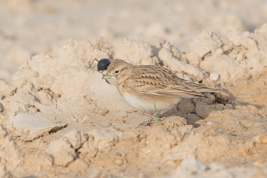 Greater Short-toed Lark Greater Short-toed Lark