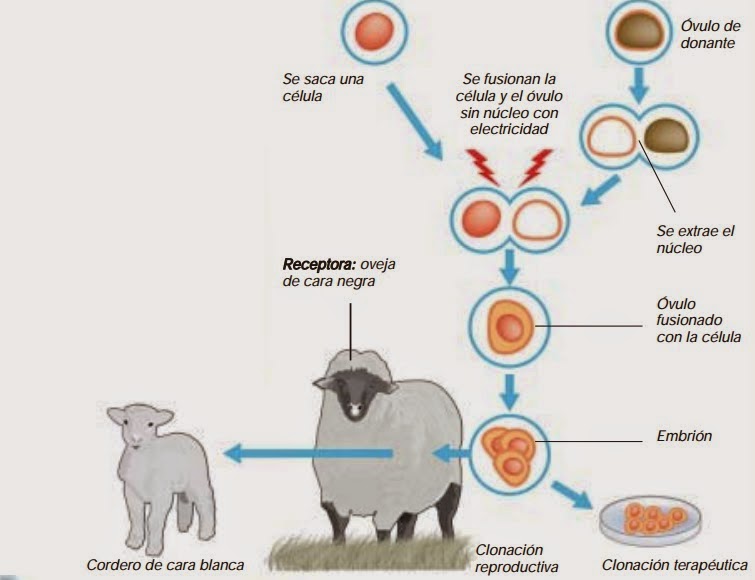Ciencia a mi alrededor Tener un "clon" ahora es posible