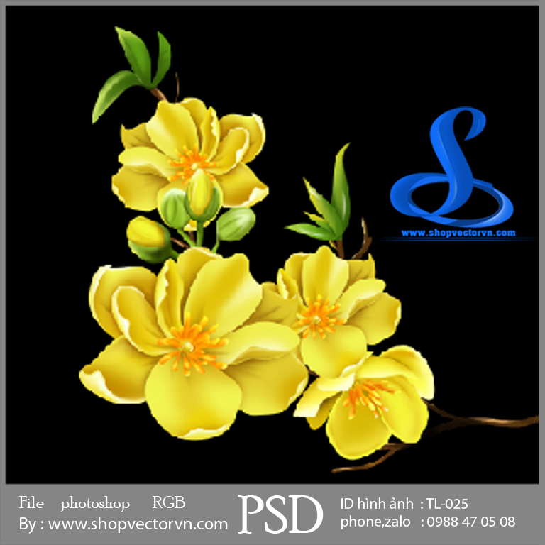 Hình Hoa mai vàng minh họa trên nền trắng cho trẻ em sách màu  Thư viện ảnh  vector cho designer in ấn thiết kế