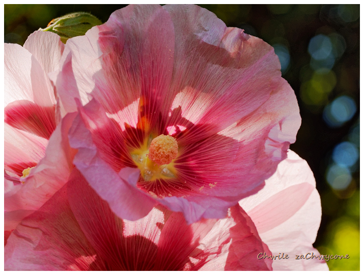 malwa różowa, Alcea rosea, malwa ogrodowa