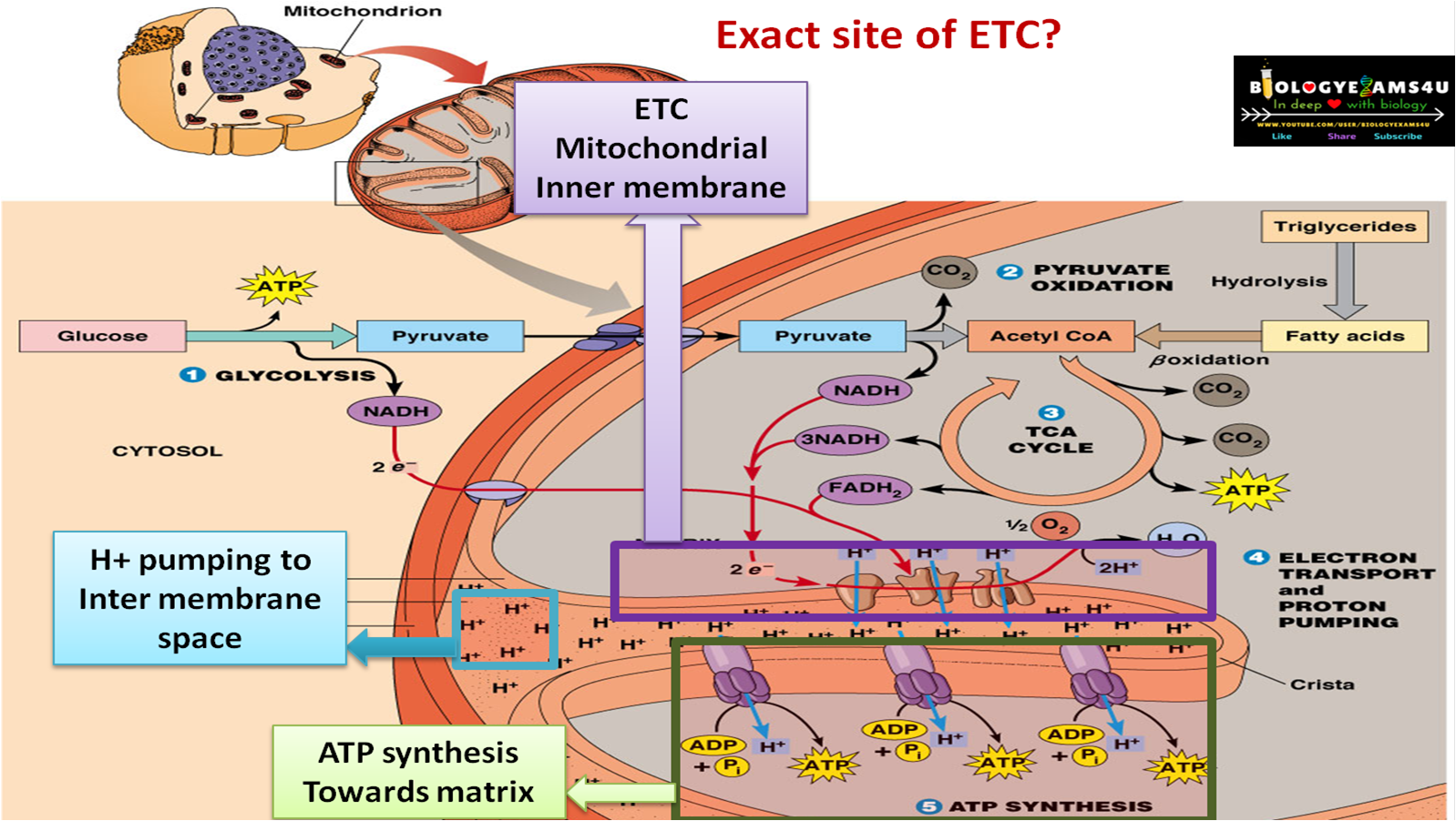 How Much Atp Does Electron Transport Chain Produce Electron Transport Chain (ETC) in Cellular Respiration: Definition
