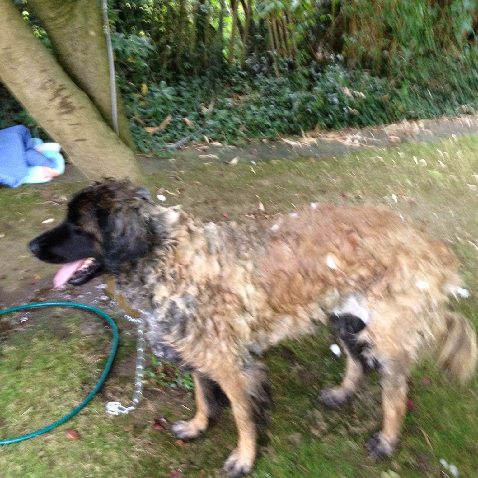 Alpoochino Dog Grooming Frieda The Leonberger (Curly Coated)