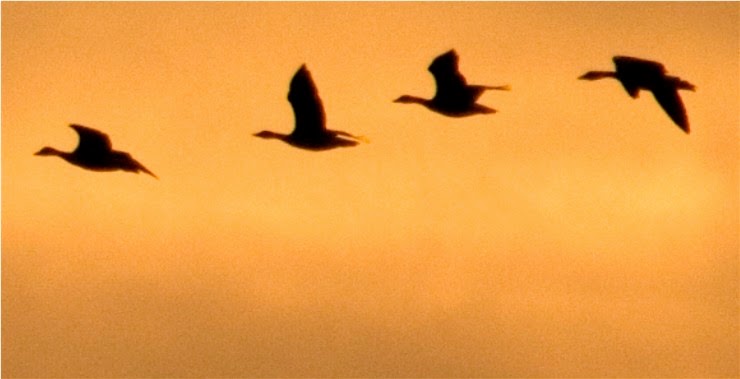 Fila de cuatro ánsares comunes (Anser anser) volando en el cielo de Doñana al atardecer. Fotografía de Héctor Garrido - www.hectorgarrido.com. ©Héctor Garrido