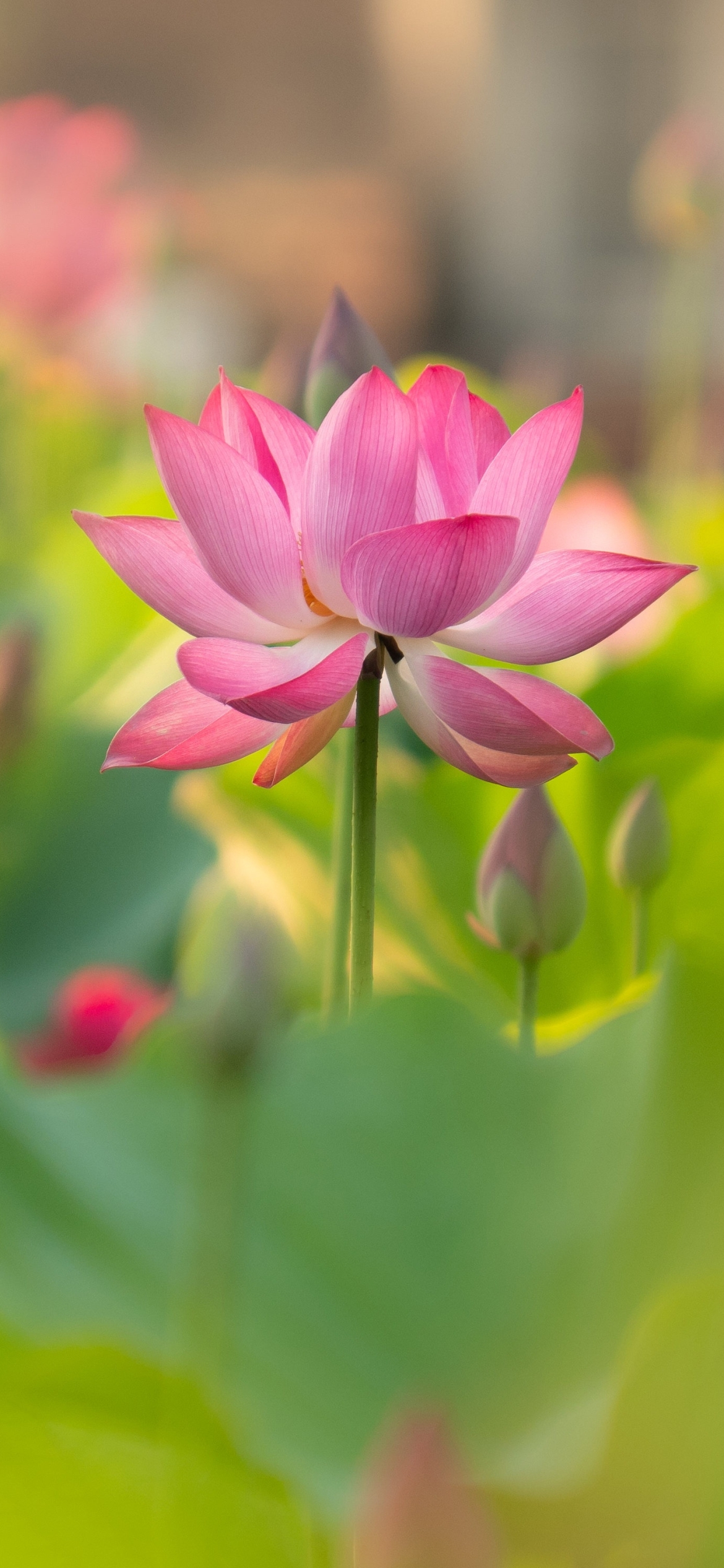 Pink Lotus, Flower mobile Wallpaper - HD Mobile Walls